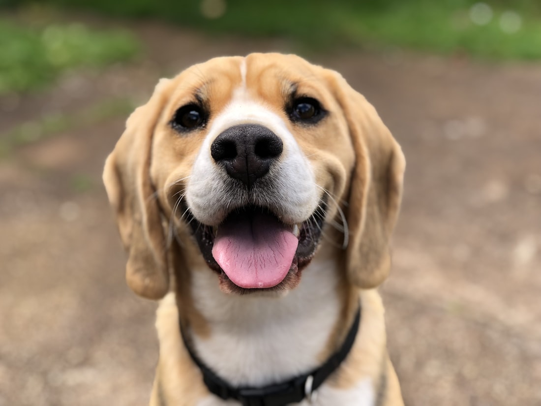 Happy dog playing with a ball